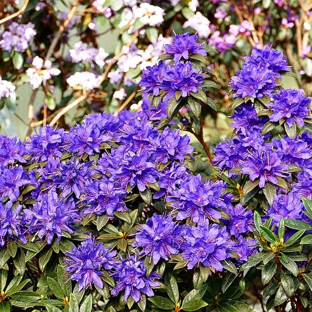 Rhododendron 'Gletschernacht' (Rhododendron russatum)