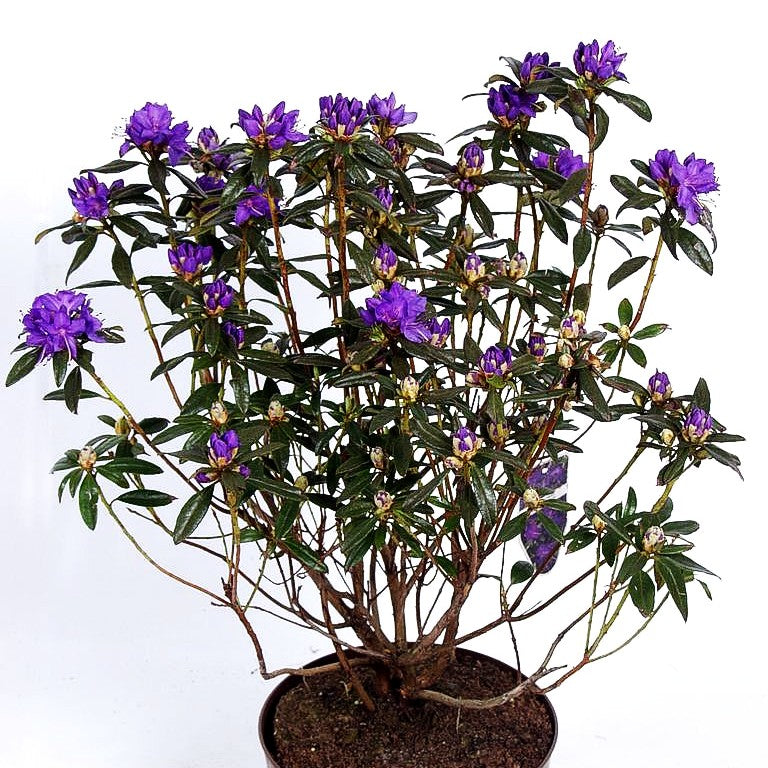 Rhododendron 'Gletschernacht' (Rhododendron russatum)
