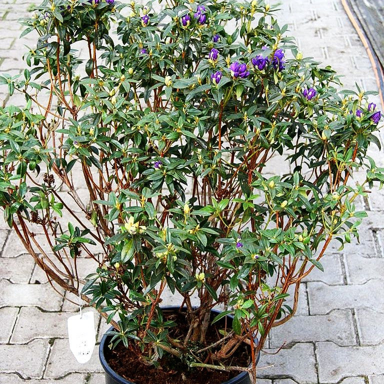 Rhododendron 'Gletschernacht' (Rhododendron russatum)