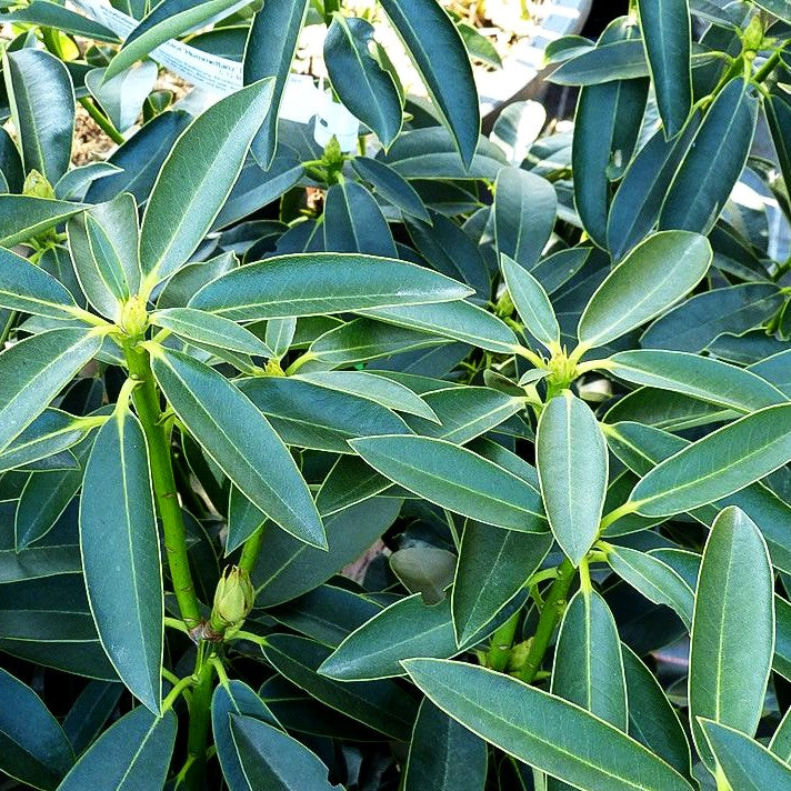 Rhododendron 'Hummeltanz' (Rhododendron discolor III)