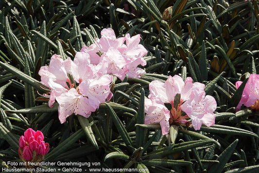 Rhododendron 'Jens Jörgen Sörensen' (Rhododendron makinoi  II)