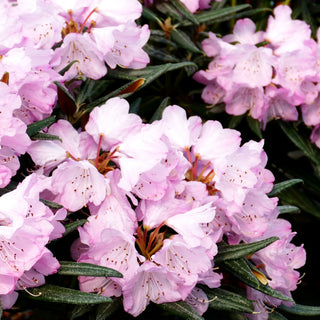 Rhododendron 'Jens Jörgen Sörensen' (Rhododendron makinoi II)