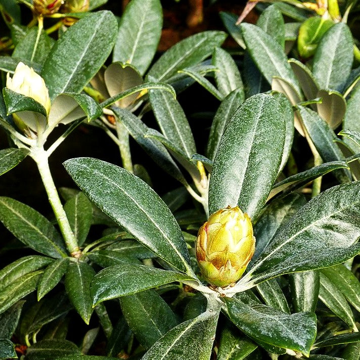 Rhododendron 'King's Ride' (Rhododendron insigne IV)