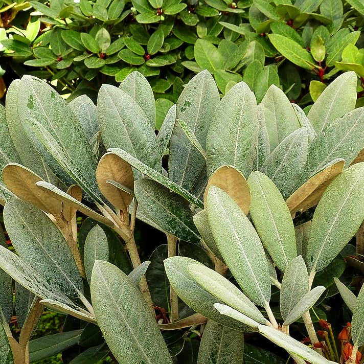 Rhododendron - Laubschöne 'Great Dane' (Rhododendron rex III)