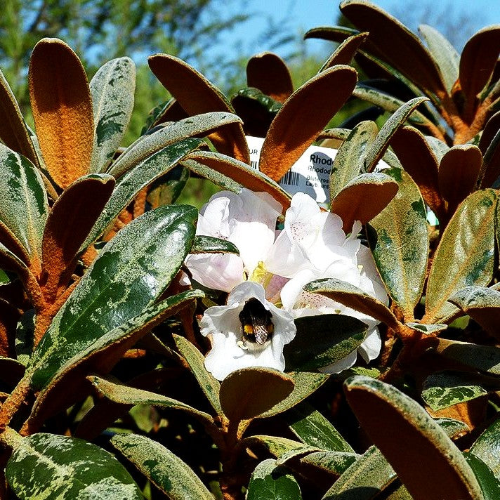Rhododendron - Laubschöne 'Hydon Velvet' (Rhododendron bureavii II)