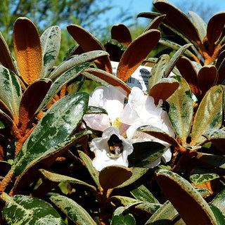 Rhododendron - Laubschöne 'Hydon Velvet' (Rhododendron bureavii II)