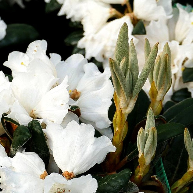 Rhododendron - Laubschöne 'Hydon Velvet' (Rhododendron bureavii II)