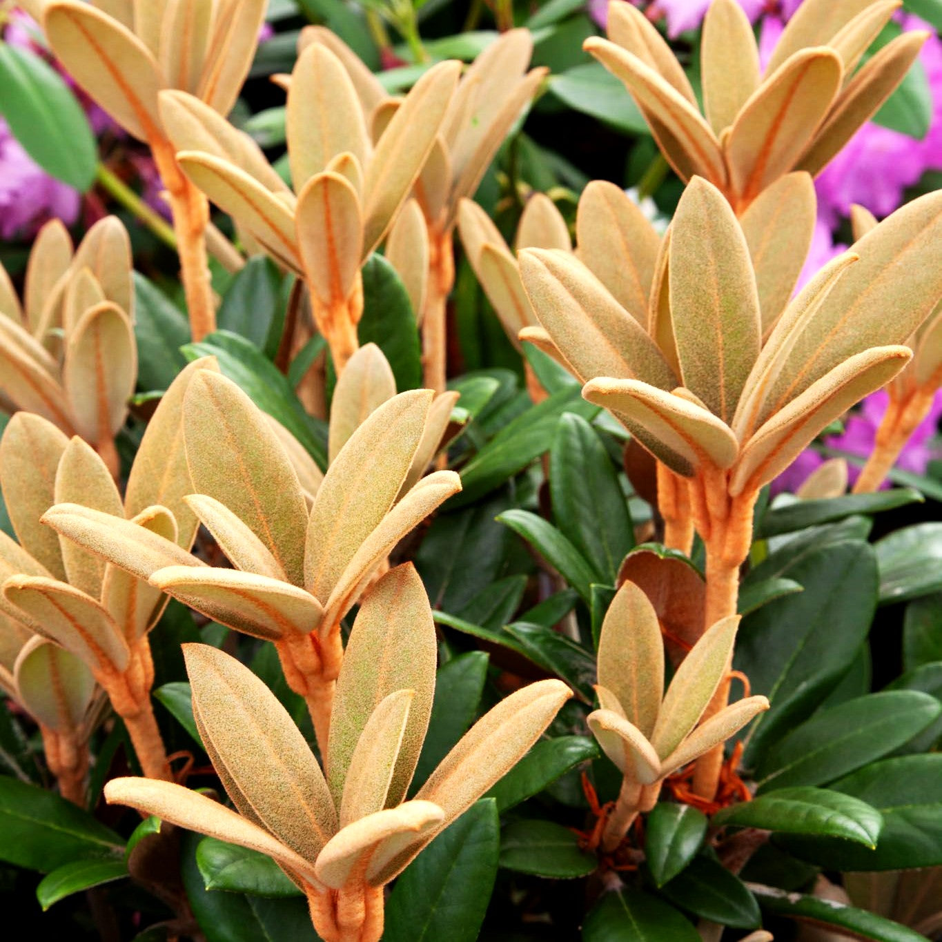 Rhododendron - Laubschöne 'Hydon Velvet' (Rhododendron bureavii II)