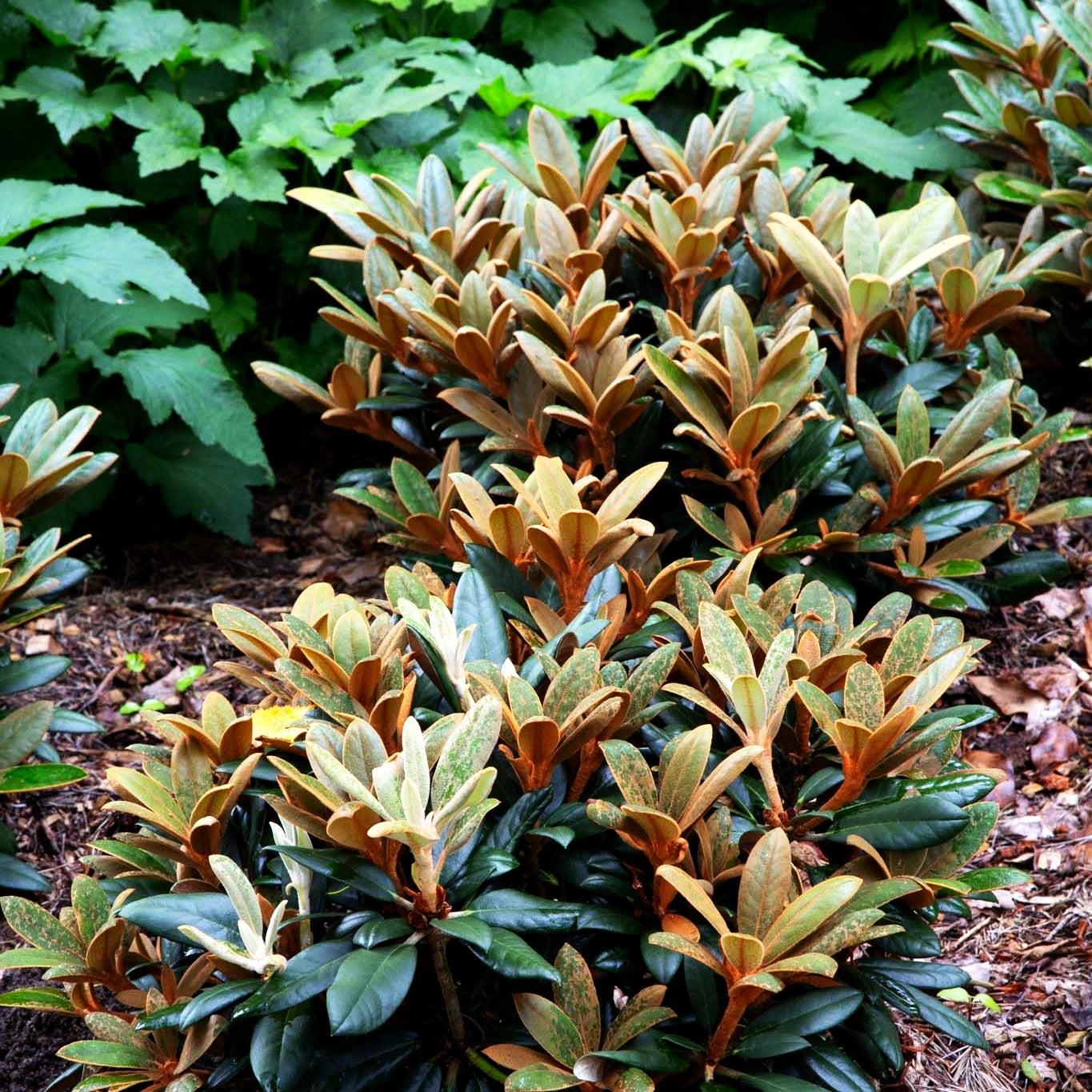 Rhododendron - Laubschöne 'Hydon Velvet' (Rhododendron bureavii II)