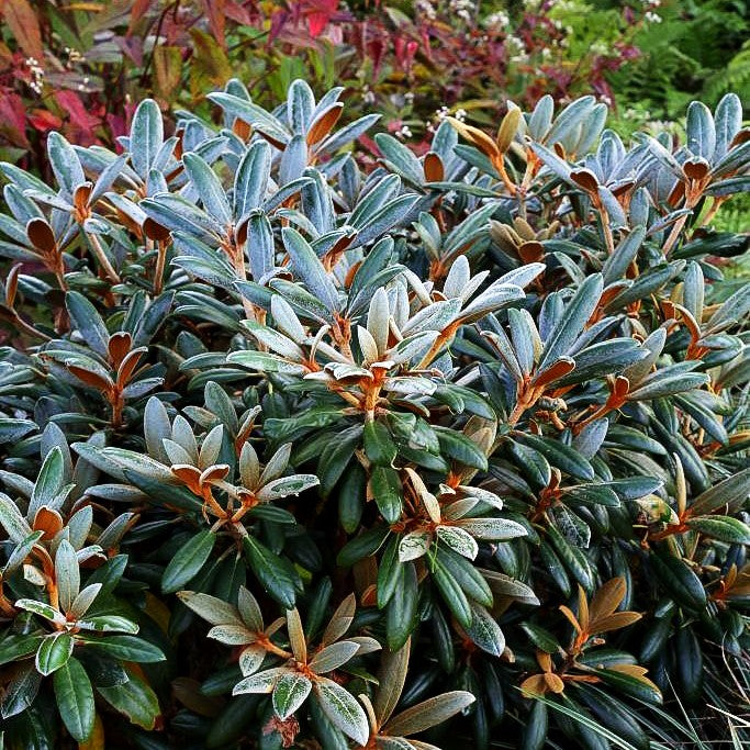 Rhododendron - Laubschöne 'Hydon Velvet' (Rhododendron bureavii II)