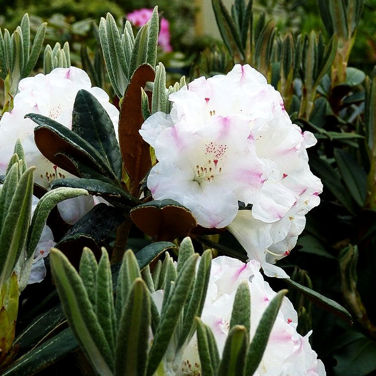 Rhododendron - Laubschöne 'Kodiak' (Rhododendron bureavii)