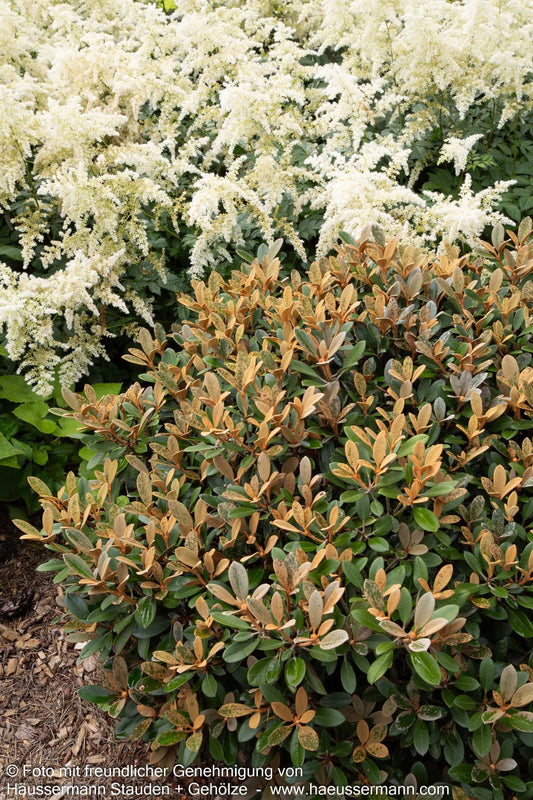 Rhododendron - Laubschöne 'Queen Bee' (Rhododendron tsariense)