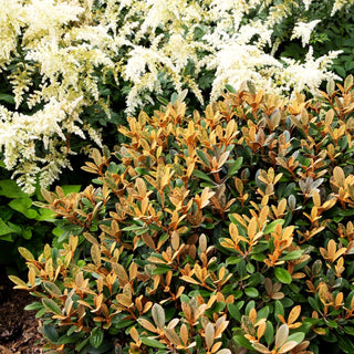 Rhododendron - Laubschöne 'Queen Bee' (Rhododendron tsariense)
