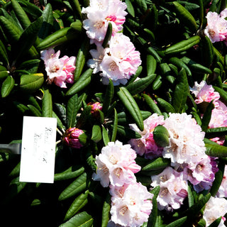 Rhododendron - Laubschöne 'Rexima' (Rhododendron rex III)