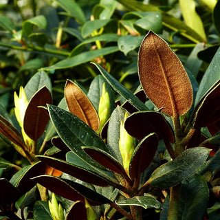 Rhododendron - Laubschöne (Rhododendron bureavii x pachysanthum)