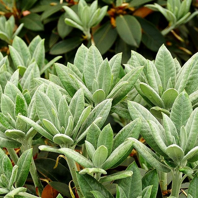 Rhododendron - Laubschöne (Rhododendron traillianum)