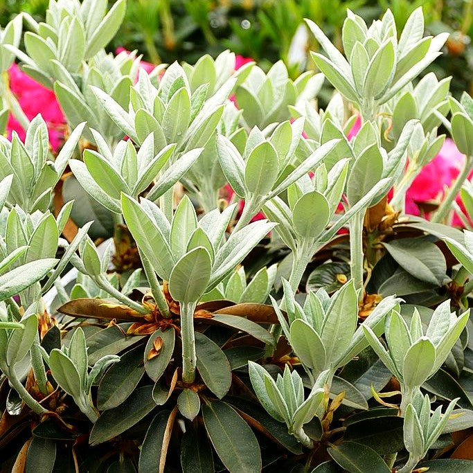 Rhododendron - Laubschöne (Rhododendron traillianum)