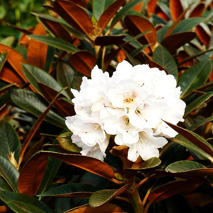 Rhododendron - Laubschöne (Rhododendron traillianum)