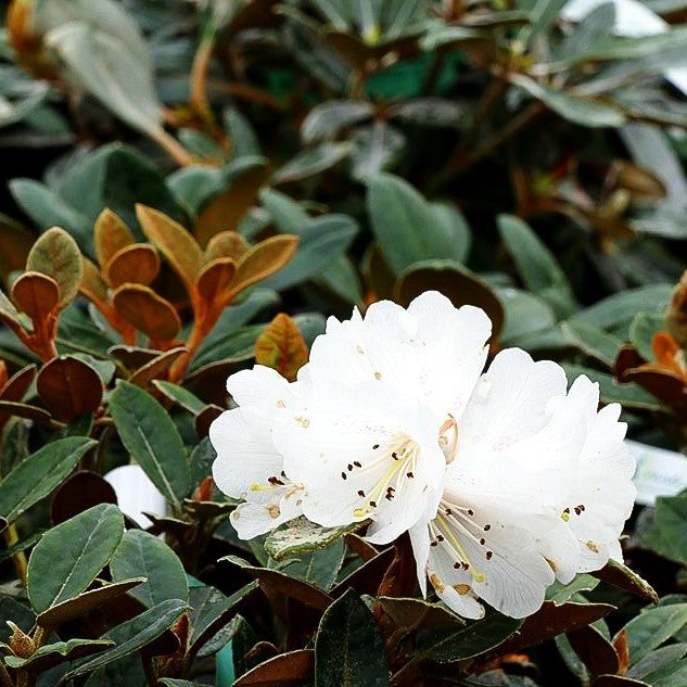 Rhododendron - Laubschöne (Rhododendron tsariense)