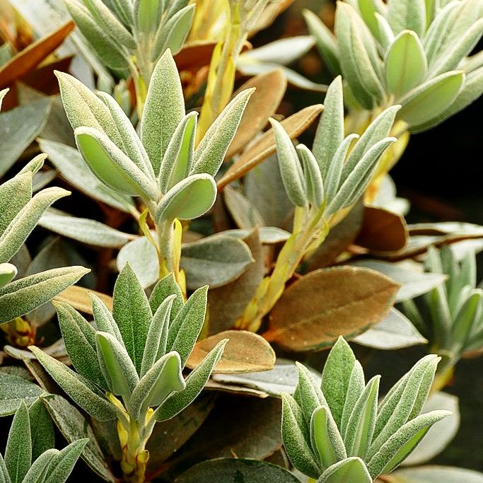 Rhododendron - Laubschöne 'Rusty Dane' (Rhododendron bureav.x pachys.)