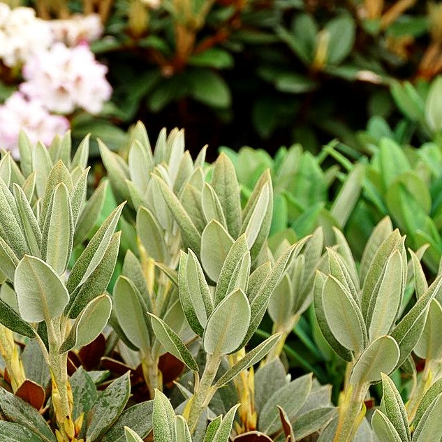 Rhododendron - Laubschöne 'Rusty Dane' (Rhododendron bureav.x pachys.)