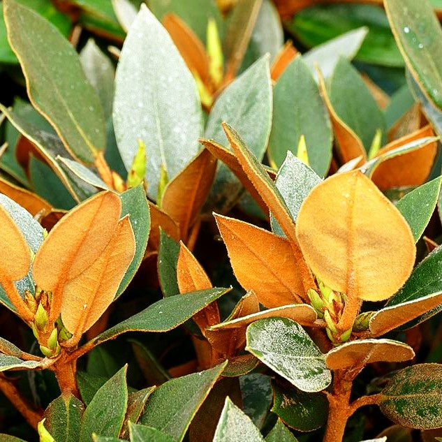 Rhododendron - Laubschöne 'Rusty Dane' (Rhododendron bureav.x pachys.)