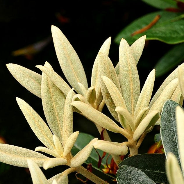 Rhododendron - Laubschöne 'Silver Dane' (Rhododendron pachysanthum)