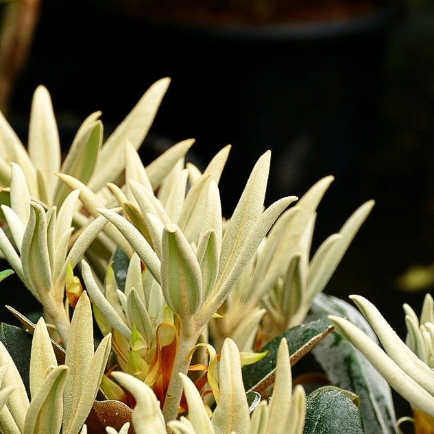 Rhododendron - Laubschöne 'Silver Dane' (Rhododendron pachysanthum)