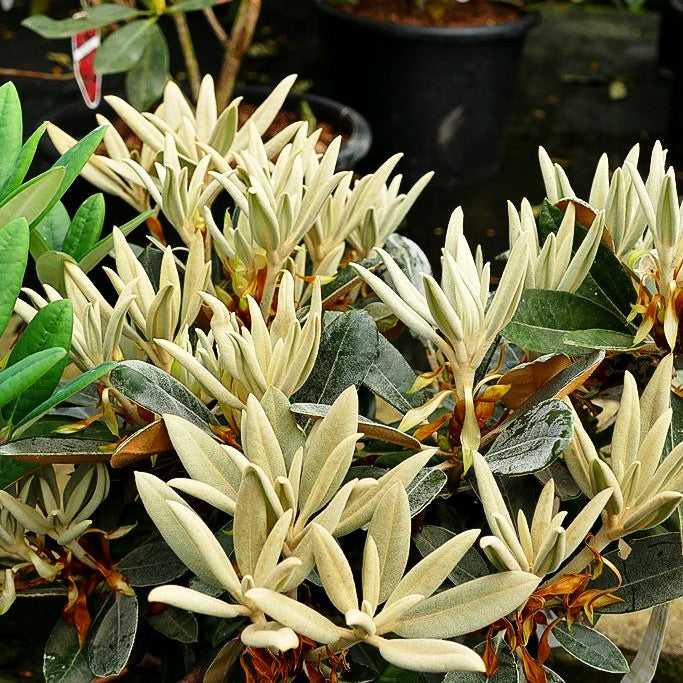 Rhododendron - Laubschöne 'Silver Dane' (Rhododendron pachysanthum)
