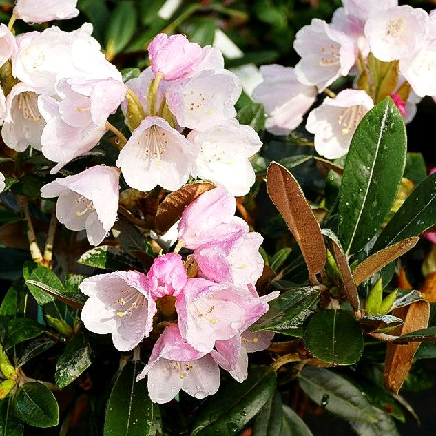 Rhododendron - Laubschöne 'Silver Dane' (Rhododendron pachysanthum)