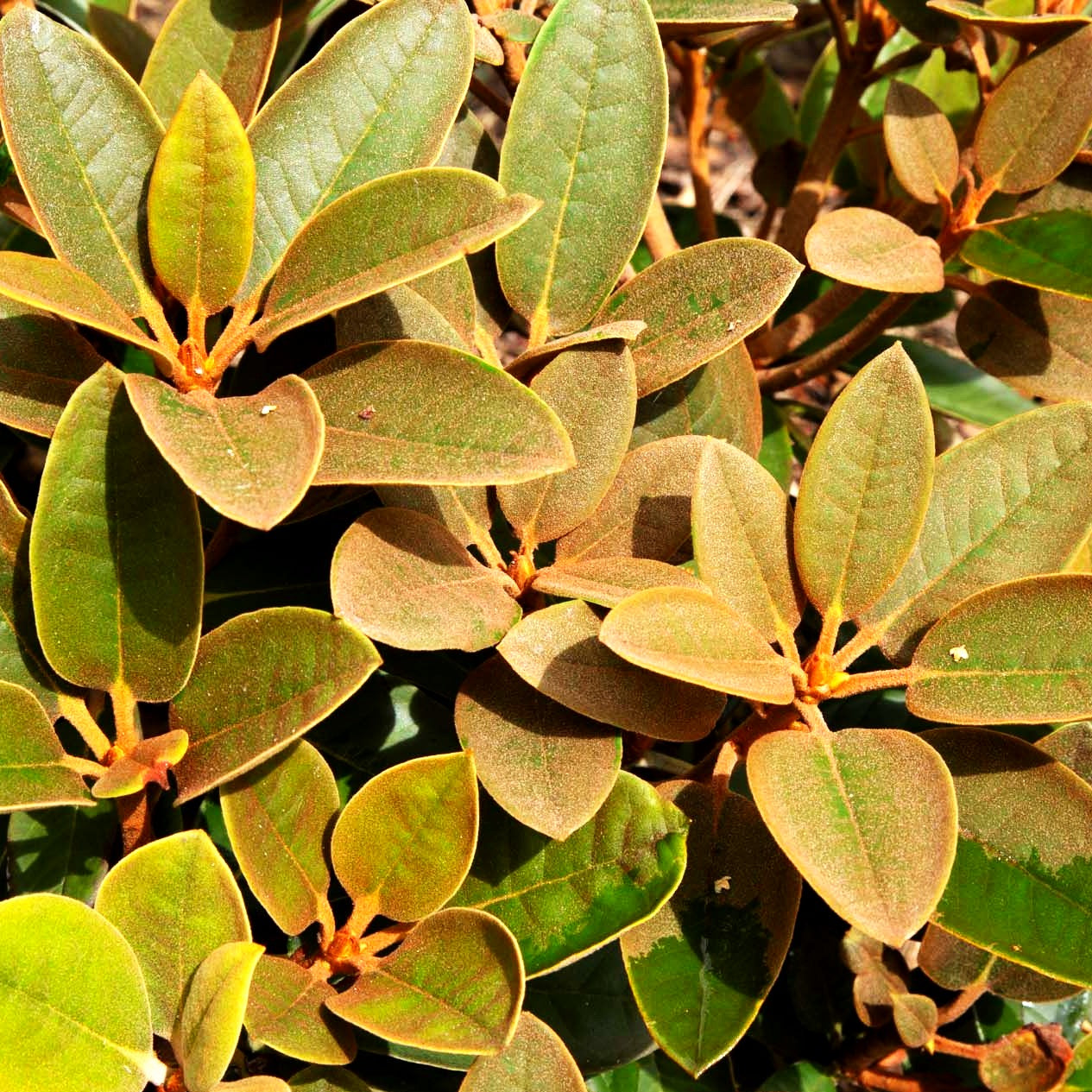 Rhododendron - Laubschöne 'Special Dane' (Rhododendron bureav.x pachys.)