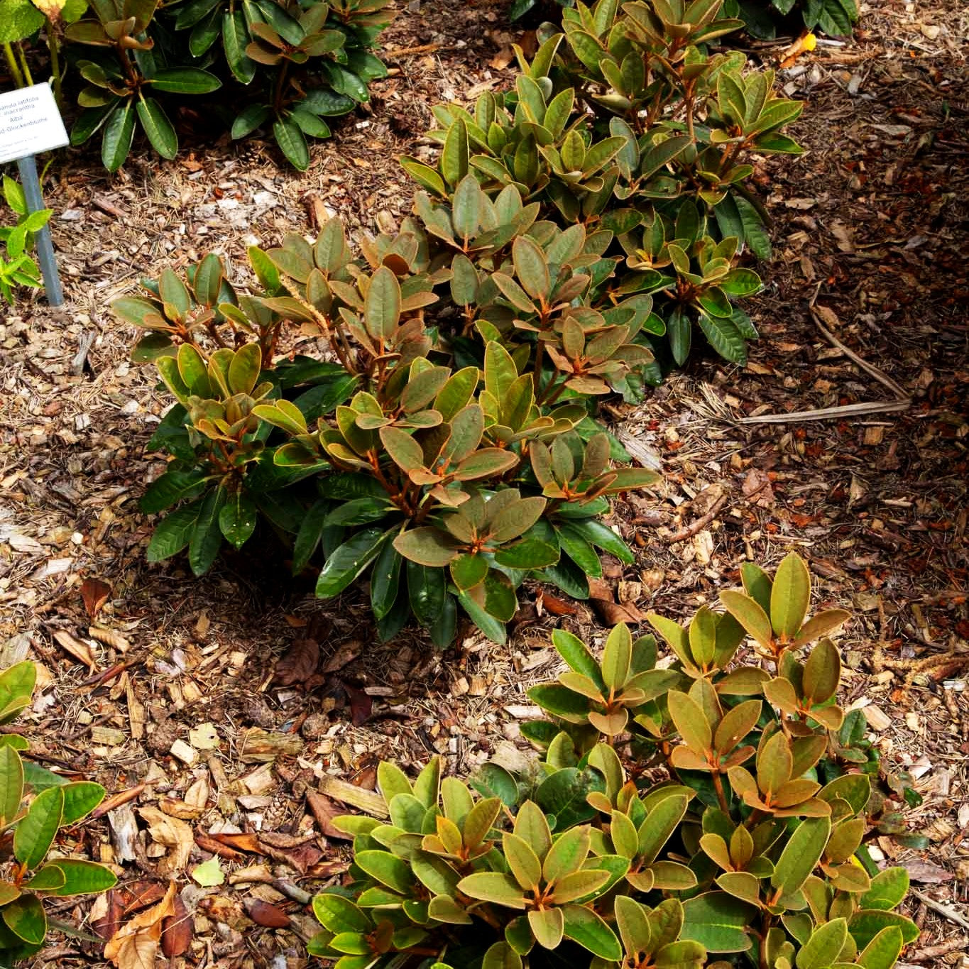 Rhododendron - Laubschöne 'Special Dane' (Rhododendron bureav.x pachys.)