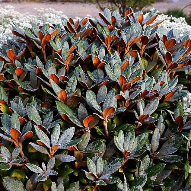 Rhododendron - Laubschöne 'Teddy Bear' (Rhododendron bureavii)