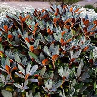 Rhododendron - Laubschöne 'Teddy Bear' (Rhododendron bureavii)