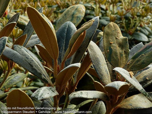Rhododendron - Laubschöne 'Volce' (Rhododendron bureavii)
