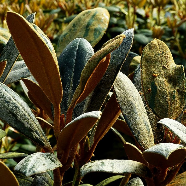 Rhododendron - Laubschöne 'Volce' (Rhododendron bureavii)