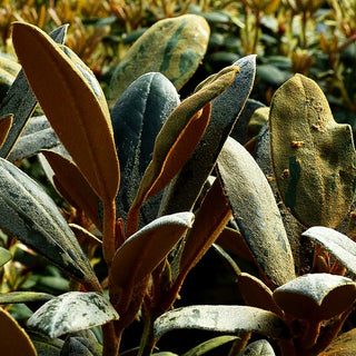 Rhododendron - Laubschöne 'Volce' (Rhododendron bureavii)