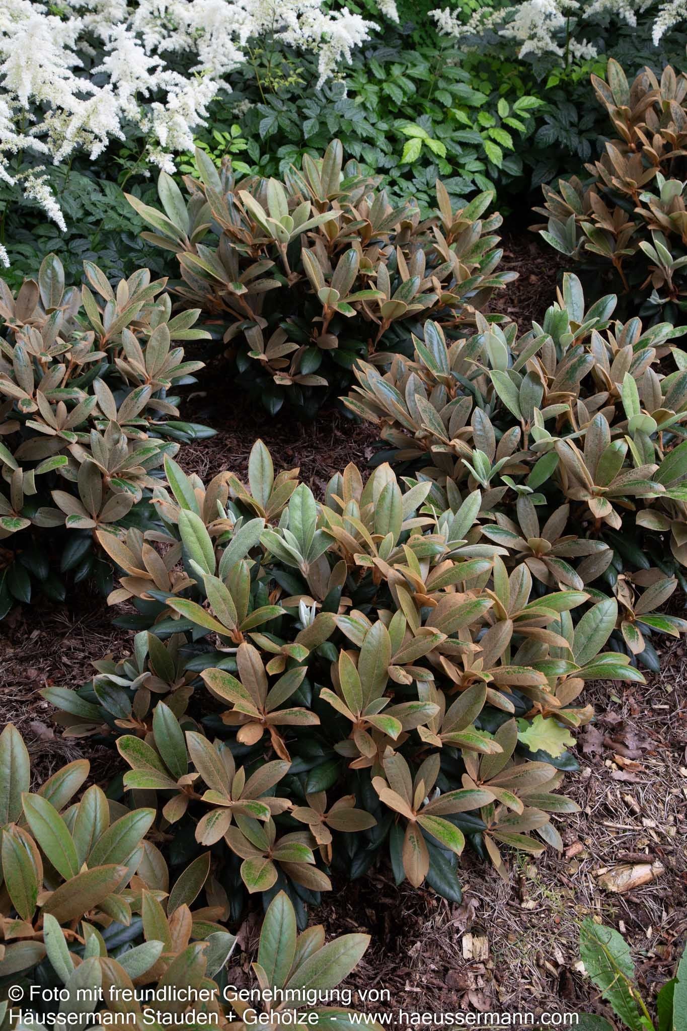 Rhododendron - Laubschöne 'Volce' (Rhododendron bureavii)