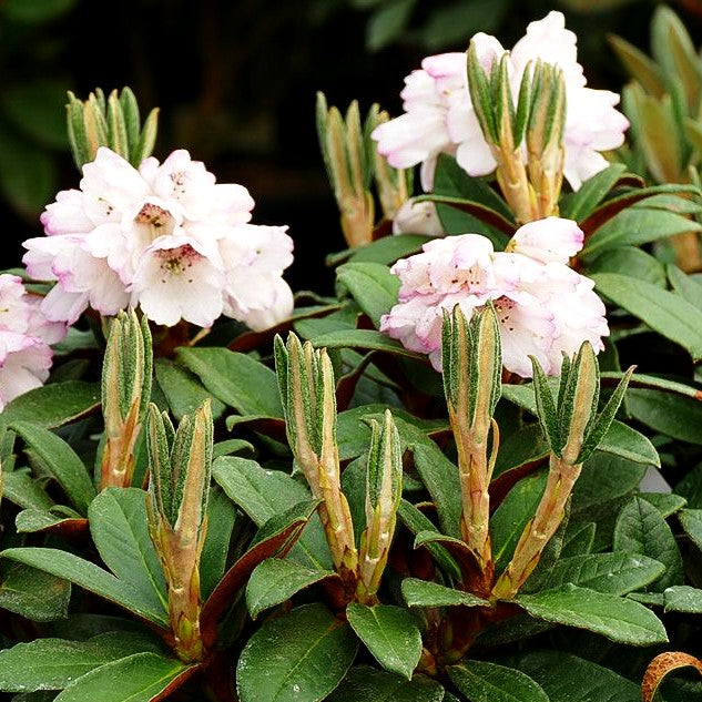 Rhododendron - Laubschöne 'Wolly Dane' (Rhododendron taliense)