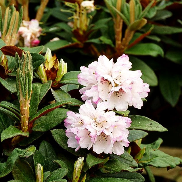 Rhododendron - Laubschöne 'Wolly Dane' (Rhododendron taliense)