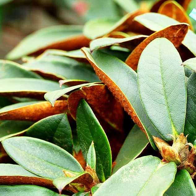 Rhododendron - Laubschöne 'Wolly Dane' (Rhododendron taliense)