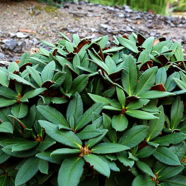 Rhododendron - Laubschöne 'Wolly Dane' (Rhododendron taliense)