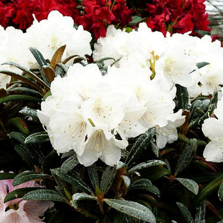 Rhododendron 'Makiyak' (Rhododendron makinoi III)
