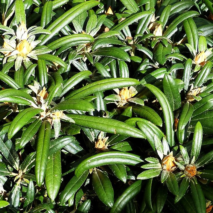 Rhododendron 'Makiyak' (Rhododendron makinoi III)