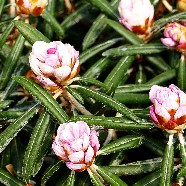 Rhododendron 'Makiyak' (Rhododendron makinoi III)