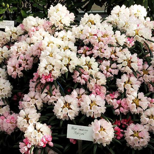 Rhododendron 'Makiyak' (Rhododendron makinoi III)