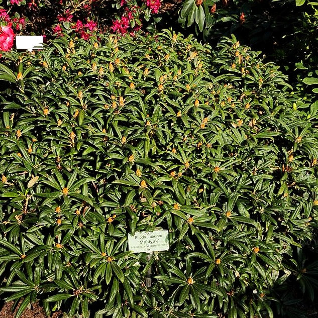 Rhododendron 'Makiyak' (Rhododendron makinoi III)