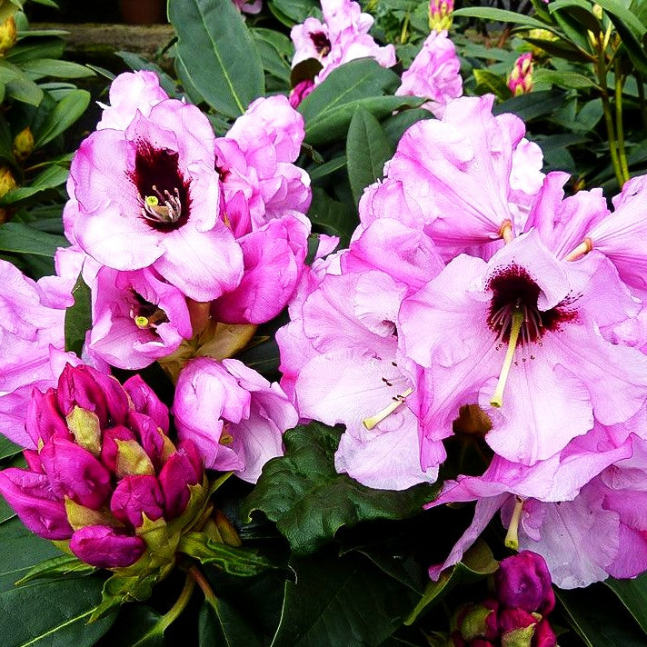 Rhododendron 'Mamamia' (Rhododendron praevernum)