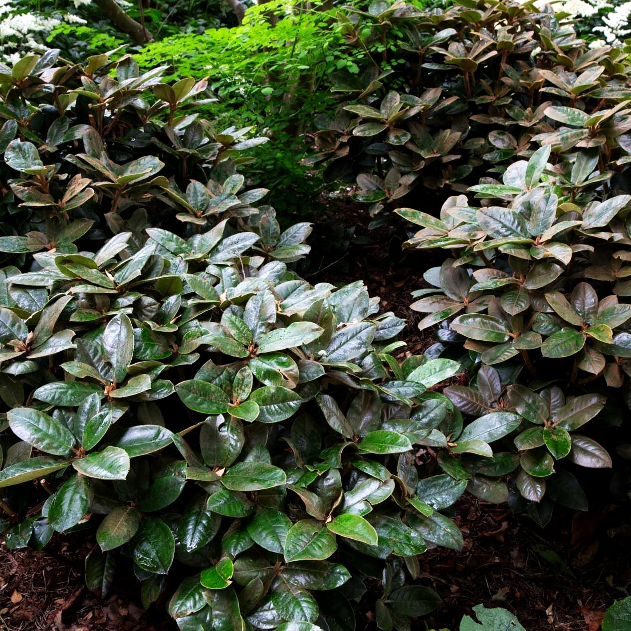 Rhododendron 'Masai Mara' (Rhododendron bureavii)