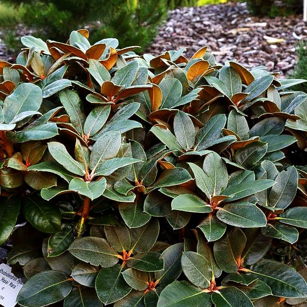 Rhododendron 'Masai Mara' (Rhododendron bureavii)